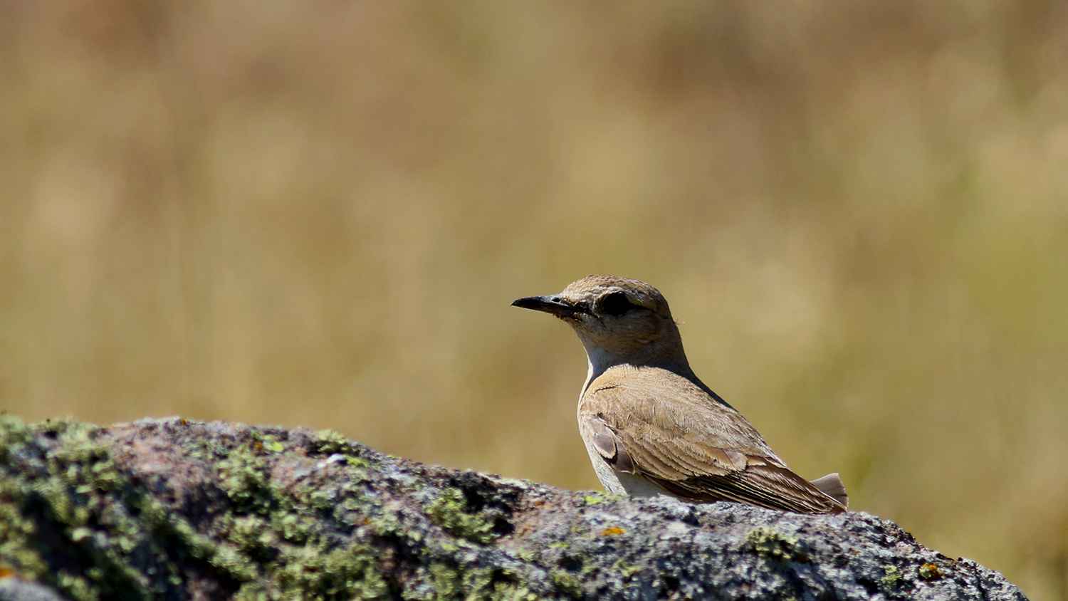 Isabelline Wheatear